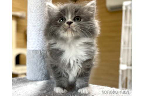 成約済の千葉県のサイベリアン-89265の5枚目